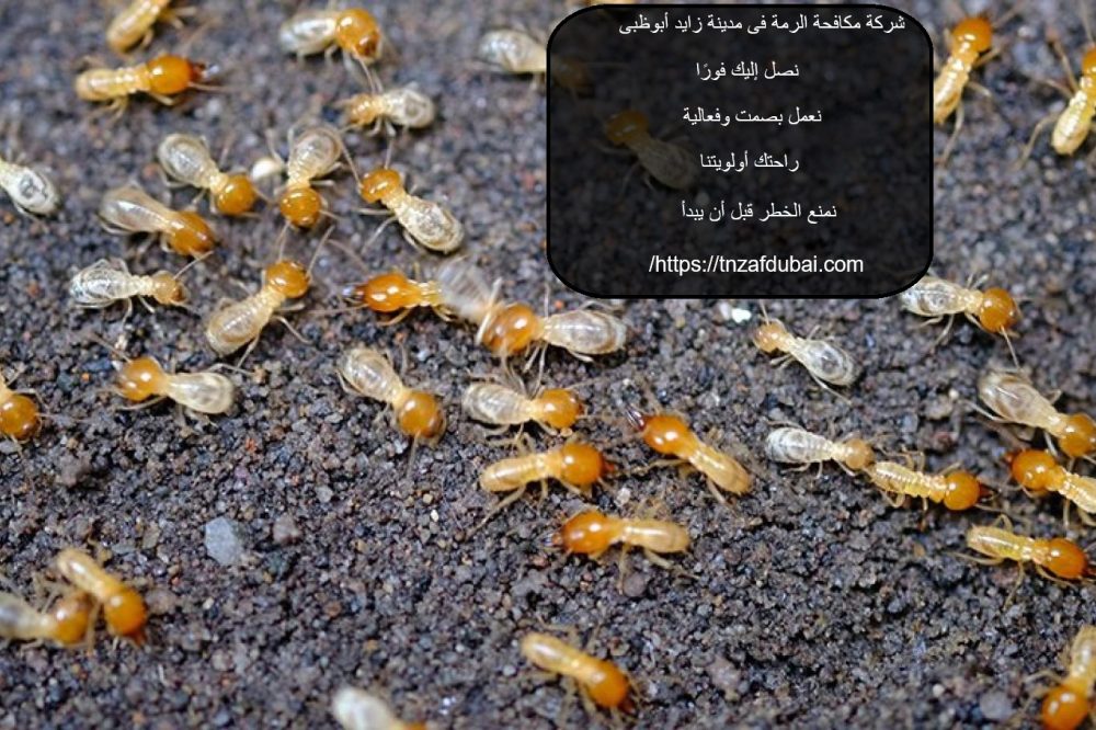 شركة مكافحة الرمة فى مدينة زايد أبوظبى