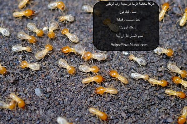 شركة مكافحة الرمة فى مدينة زايد أبوظبى
