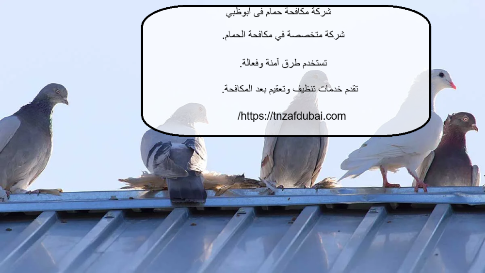 شركة مكافحة حمام فى أبوظبي