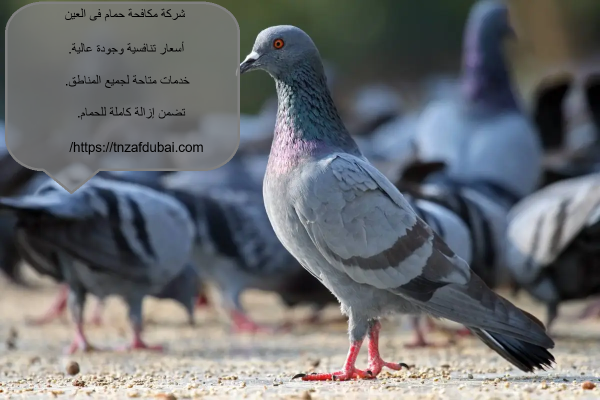 شركة مكافحة حمام فى العين