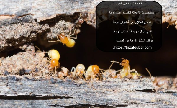 مكافحة الرمة في العين